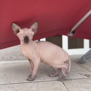 SPHYNX MAČIĆI