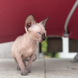 SPHYNX MAČIĆI
