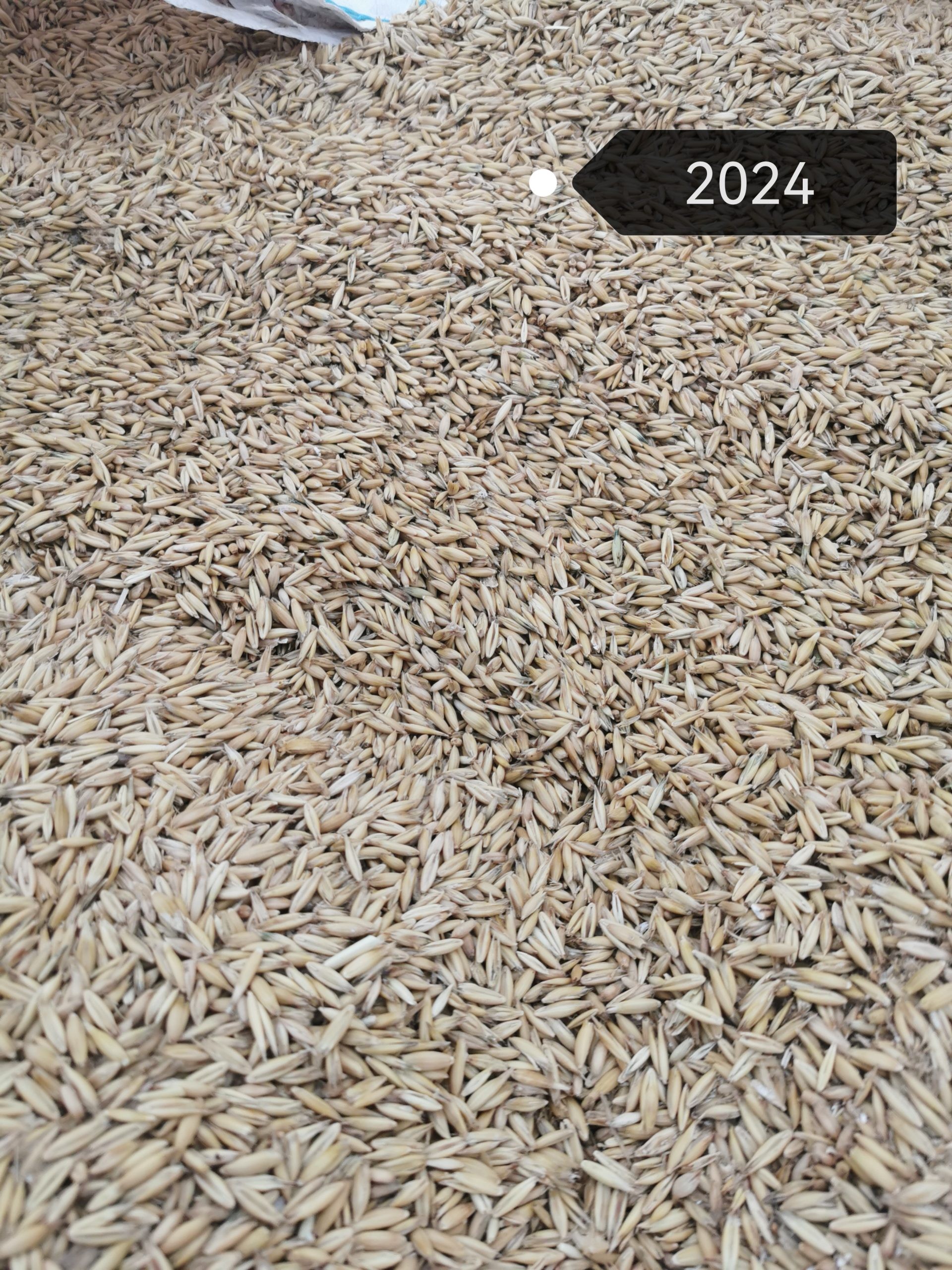 * Zob * Ječam * Pšenica * Tritikal * Raž * Kukuruz * 2024