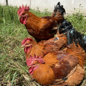 Prodajem domaće žive PIVCE