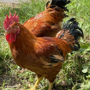 Prodajem domaće žive PIVCE