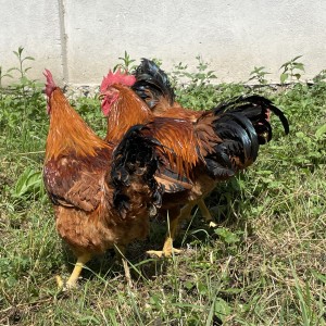 Prodajem domaće žive PIVCE