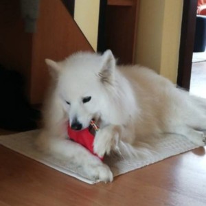 Samojed na poklon