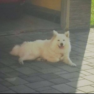 Samojed na poklon