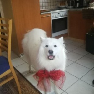 Samojed na poklon