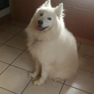 Samojed na poklon
