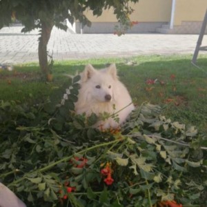 Samojed na poklon