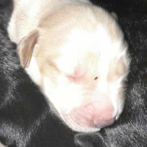 Udomljavanje psića (majka Border Collie, otac nepoznat)