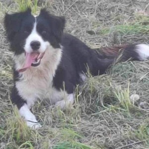 Udomljavanje psića (majka Border Collie, otac nepoznat)