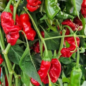 Chili paprika