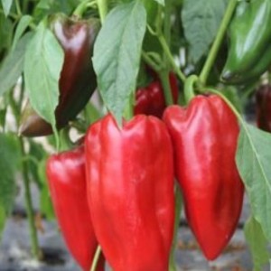 Chili paprika