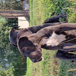 Cane Corso štenci
