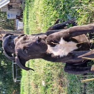 Cane Corso štenci