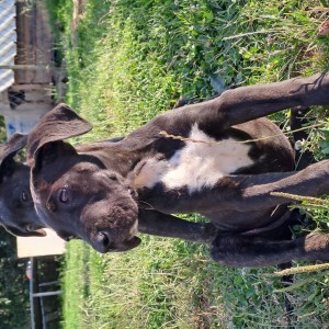 Cane Corso štenci