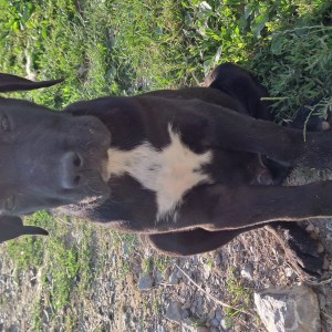 Cane Corso štenci
