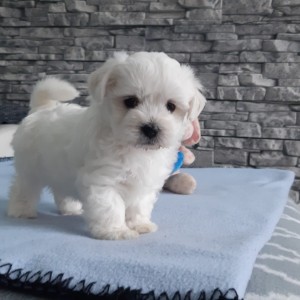 MALTEZERI, prekrasni mali štenci