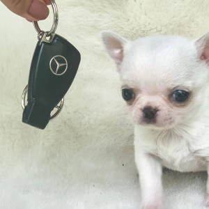 Chihuahua puppies for adoption