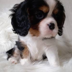 Cavalier king Charles španijel – trikolor dečki s rodovnicom