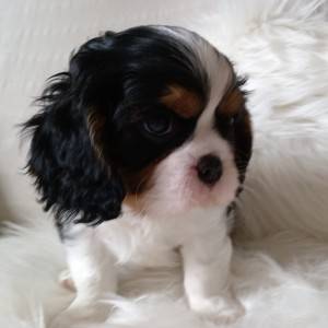 Cavalier king Charles španijel – trikolor dečki s rodovnicom