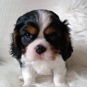 Cavalier king Charles španijel – trikolor dečki s rodovnicom