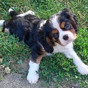 Cavalier king Charles španijel – trikolor dečki s rodovnicom