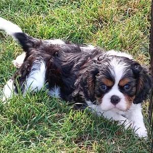 Cavalier king Charles španijel – trikolor dečki s rodovnicom