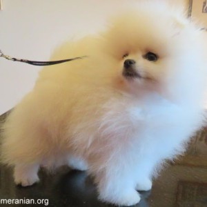Pomeranian puppies available