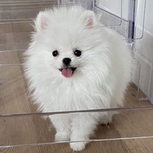 Pomeranian puppies available
