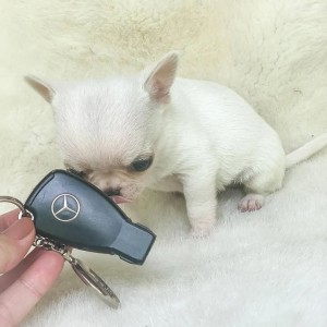 Chihuahua puppies for adoption