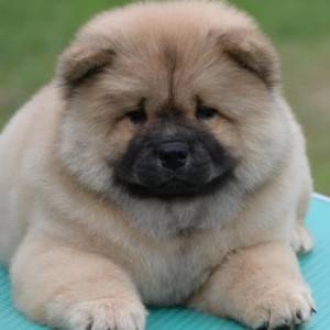Chow Chow Cau Cau Čau Čau