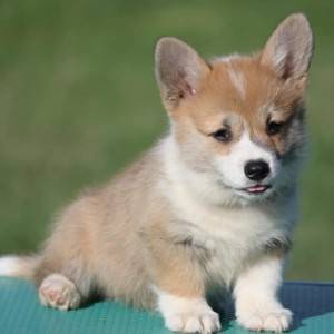 Velski korgi/Welsh Corgi Pembroke
