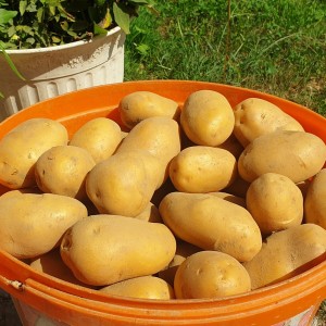 Krumpir 0.60€/kg