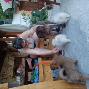 Njemački mali špic, čupavi štenci