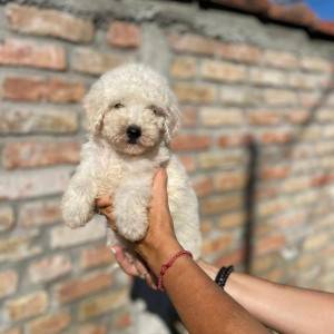Patuljasta Pudla prelepi stenci
