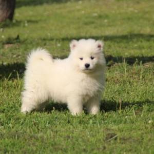 Samojed štenci