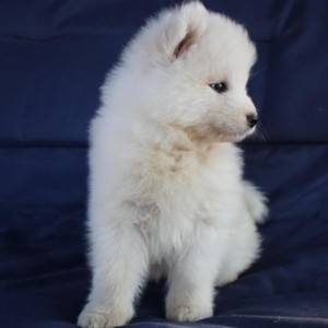 Samojed štenci