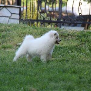 Samojed štenci