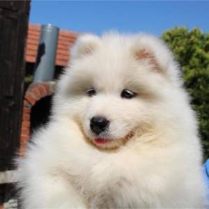 Samojed štenci