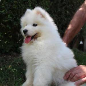 Samojed štenci