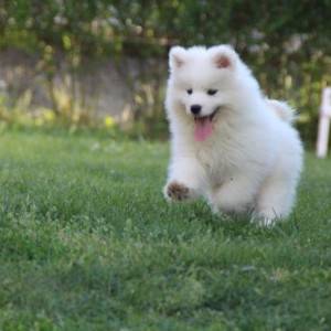Samojed štenci