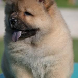 Chow Chow Cau Cau Čau Čau