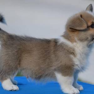Velski korgi/Welsh Corgi Pembroke