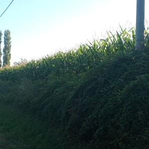 Zemljište