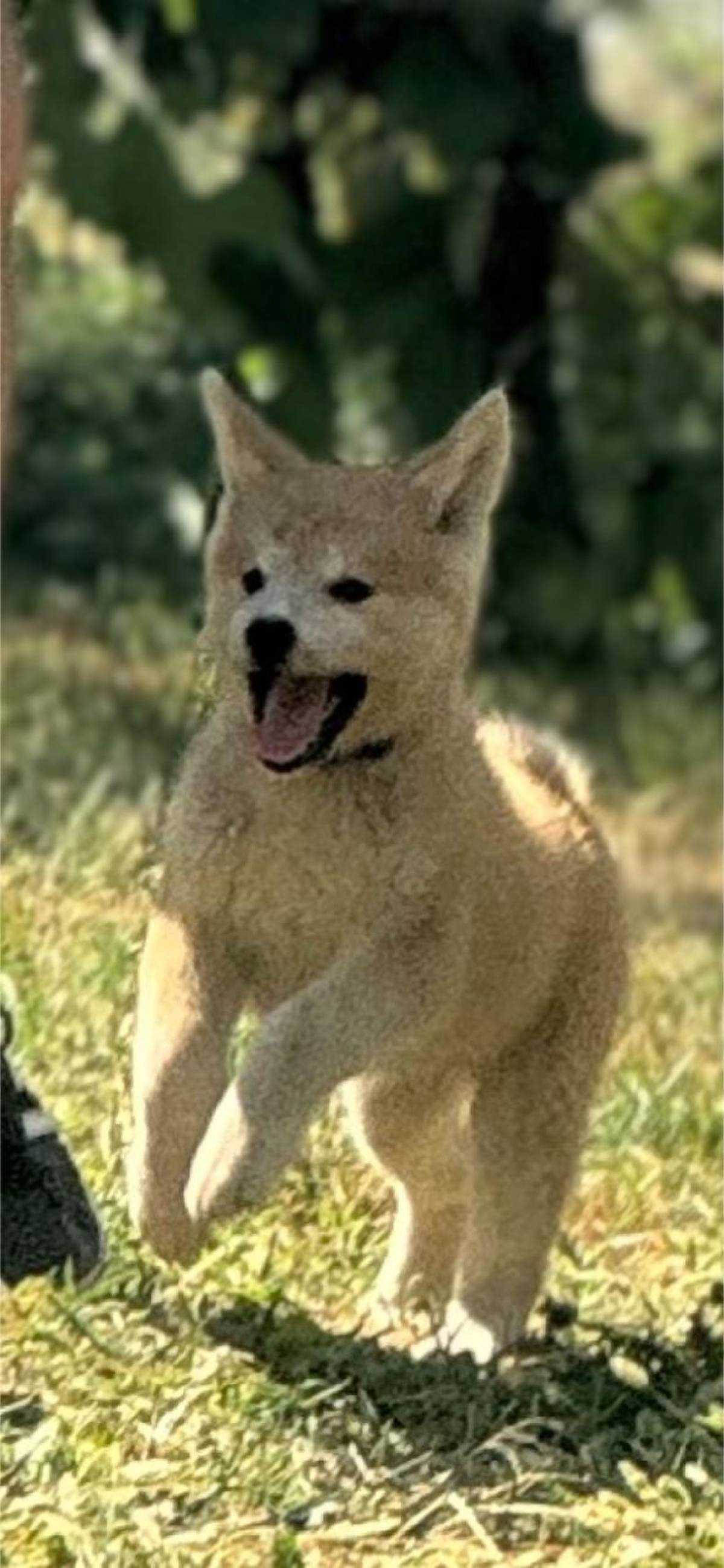 Japanska Akita Inu štenci