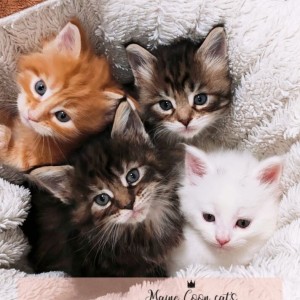 Maine Coon mačići
