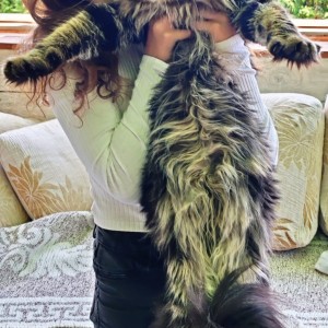 Maine Coon mačići