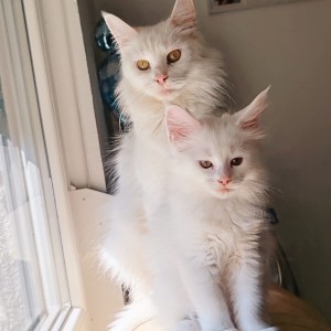 Maine Coon mačići