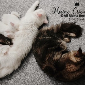 Maine Coon mačići