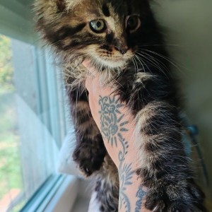 Maine Coon mačići