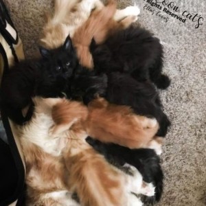Maine Coon mačići